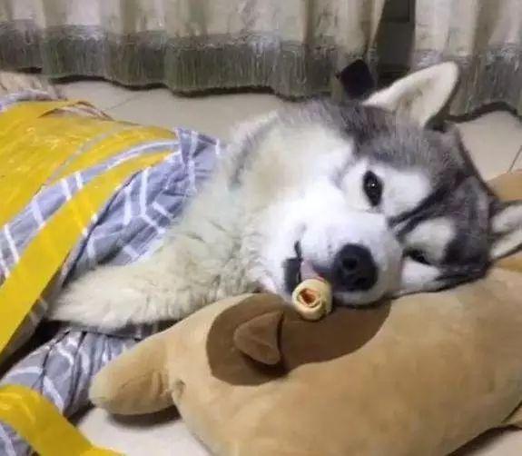 娱乐吃瓜酱哈士奇不拆家